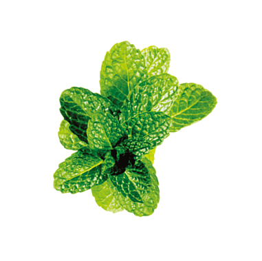 Мята колосистая