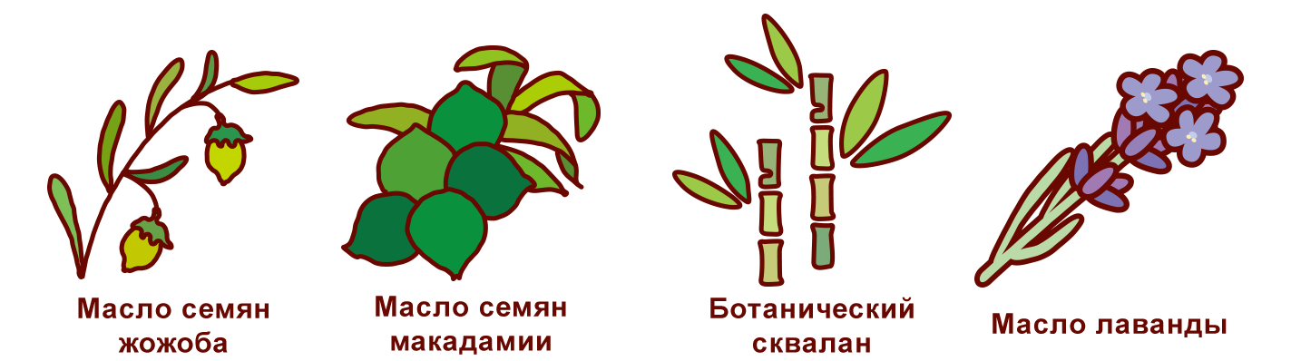 Эти изображения иллюстрируют растительные ингредиенты, используемые в arau.baby. Масло семян жожоба, масло семян макадамии, растительный сквалан и масло лаванды.