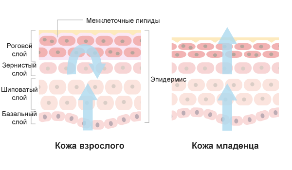 Сравнение кожи младенца и взрослого